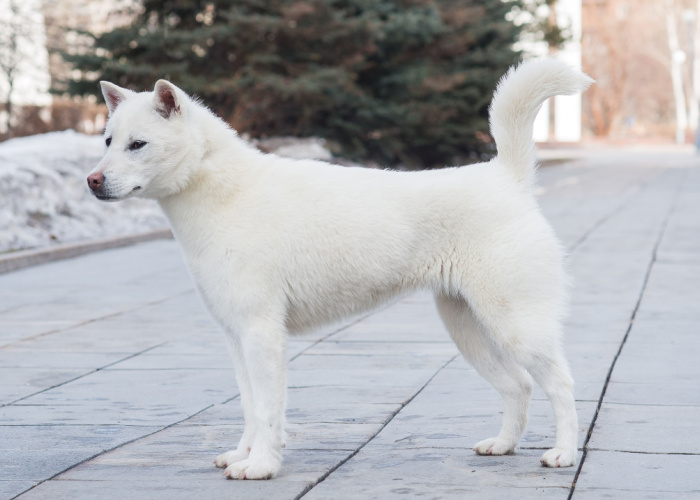 kishu inu japanese dog