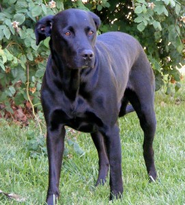 labradane