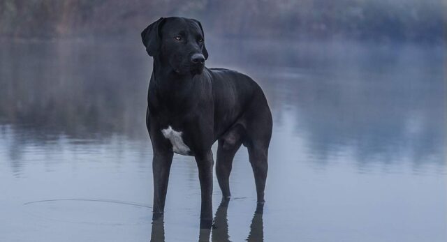 labradane dog breed profile