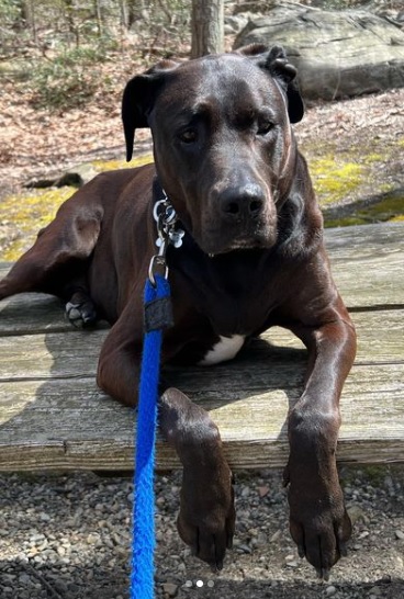 labradane dog