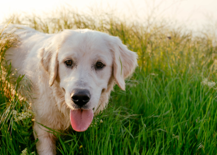 labrador retriever