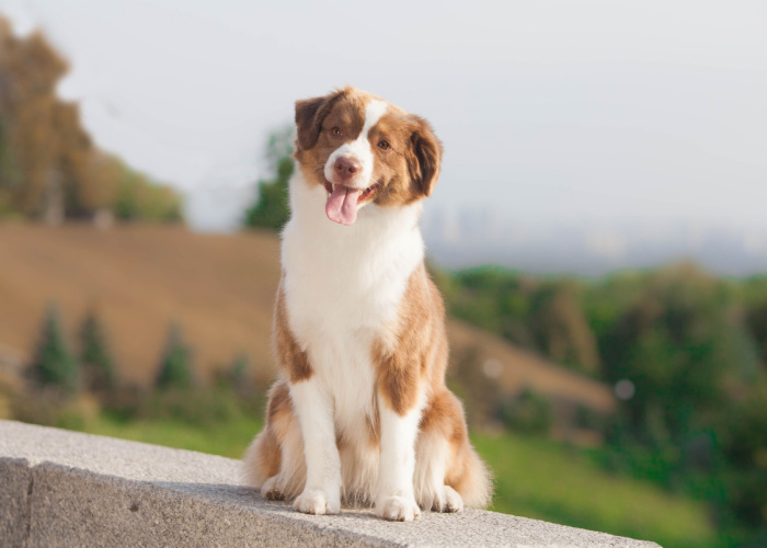 mini american shepherd