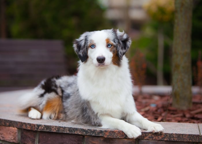 mini aussie dog