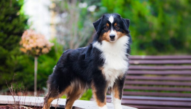 miniature american shepherd