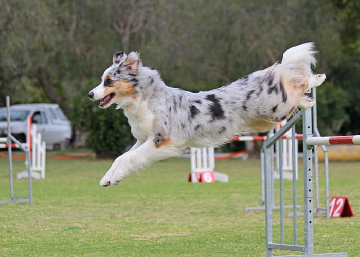 Miniature American Shepherd Agility Course