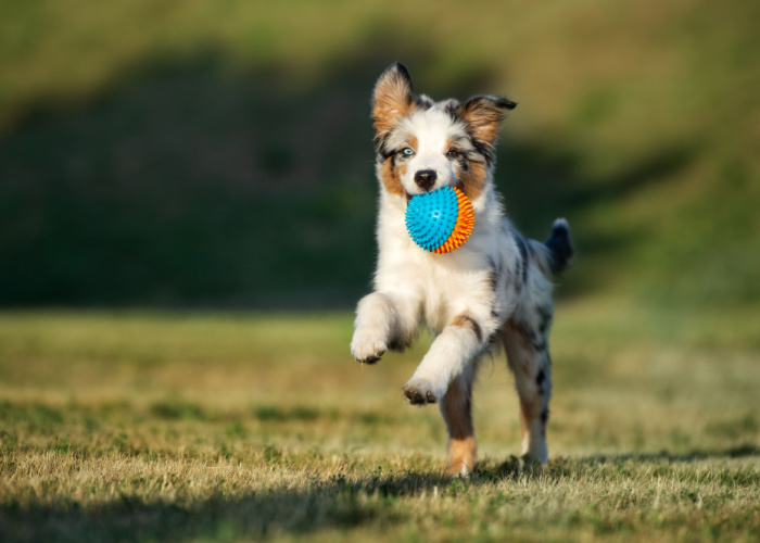 miniature australian shepherd temperament