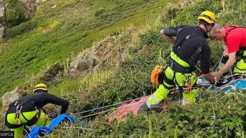 missing dog albie rescued after being spotted by kayakers at guernsey coast