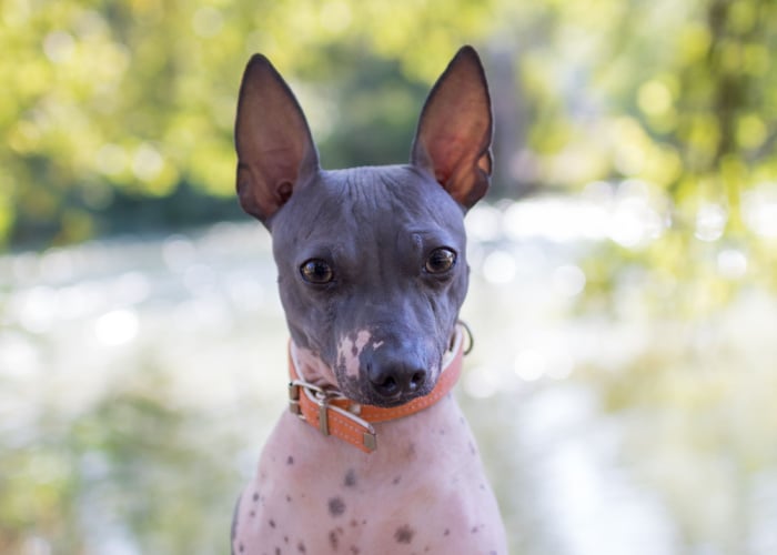 spotted American Hairless Terrier dog