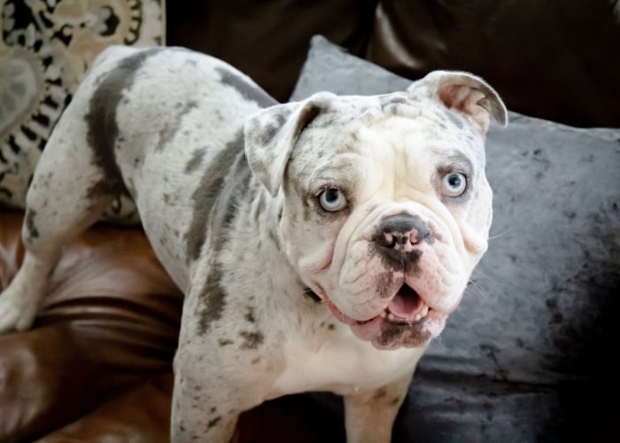 spotted English Bulldog