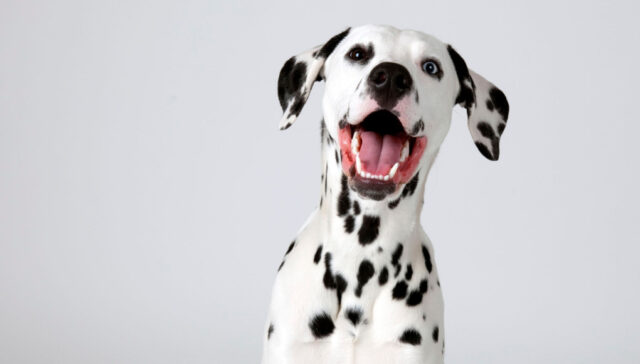 spotted dog breeds