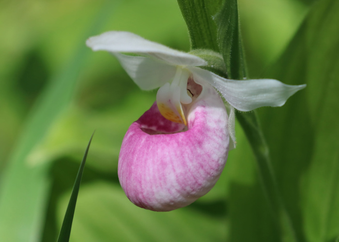 toxic orchid variety lady slipper