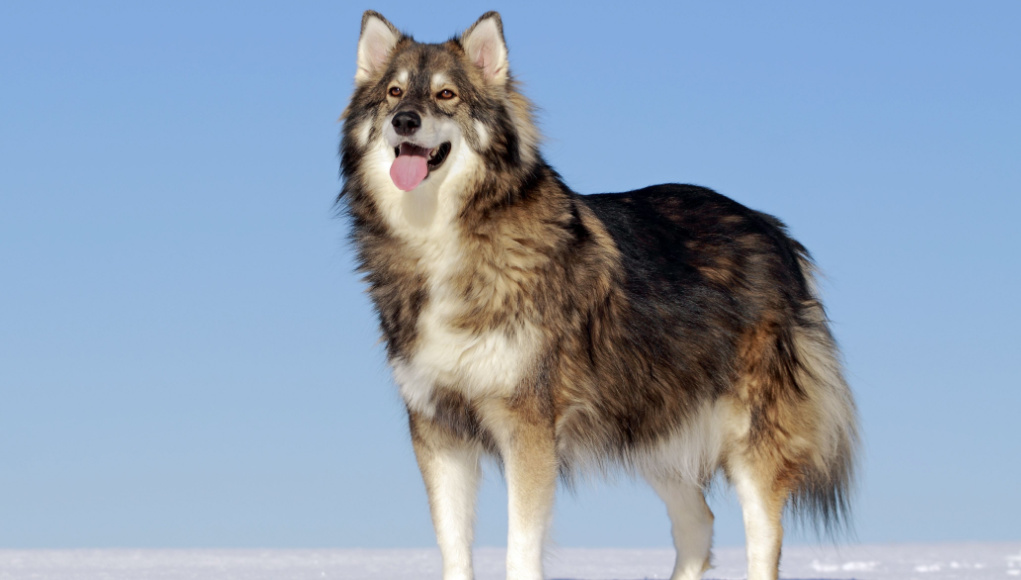 utonagan dog breed profile