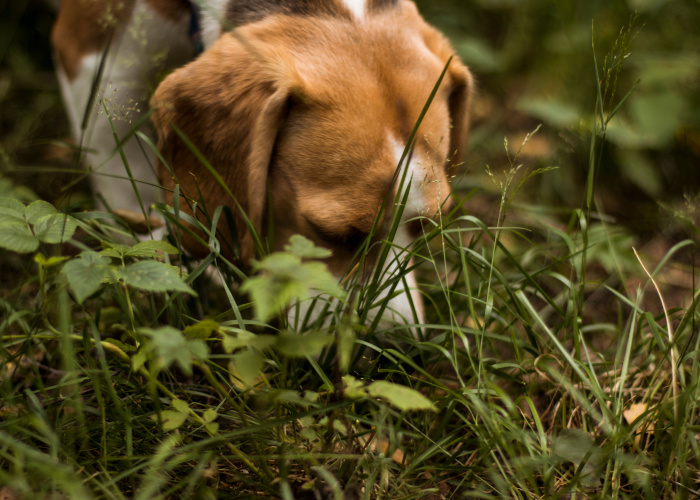 why do dogs roll in the grass - dog sniffing grass