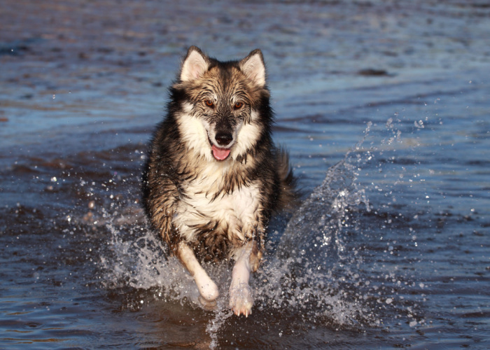 wolf dog characteristics