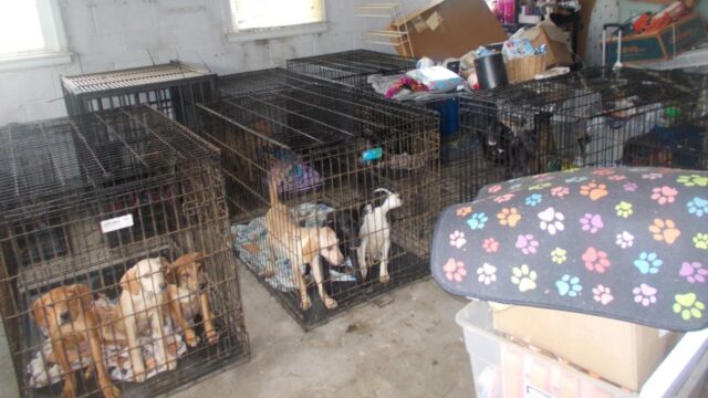 30 Dogs Found Dead at Ohio Animal Rescue Image by Butler County Sheriffs Office