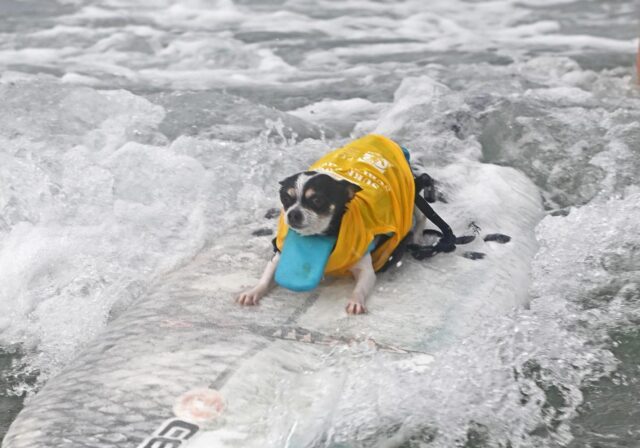 50 Surfurs compete in the 18th Surf Dog Surf-A-Thon featured image