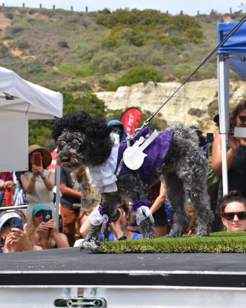 A dog competes in the Barkstar and Legend Costume Contest at the 18th Annual Surf-A-Thon competition | Photo: Helen Woodward Animal Center