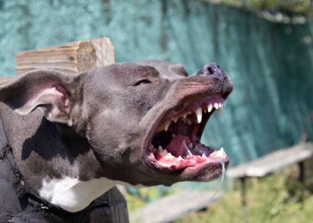 A vicious Staffordshire bull terrier | Source: Shutterstock