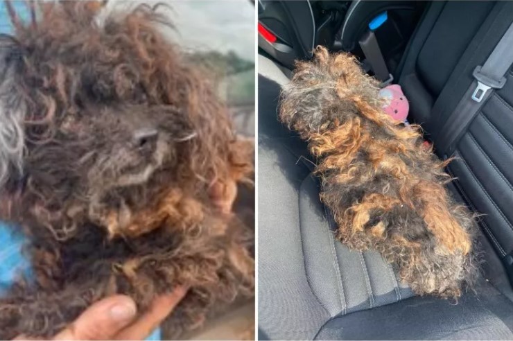 Abandoned One-Eyed Street Dog Now Looks Unrecognizable After Rescue