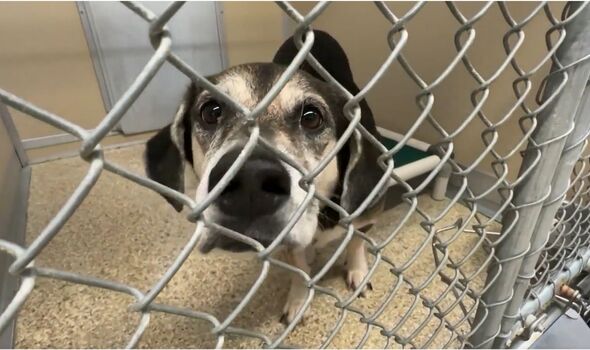 Atleast 90 dogs were found being kept in inhumane conditions (Image: NBC News)