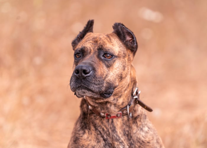 Alano Español Dog Breed