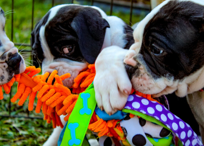 Alapaha Blue Blood Bulldog Puppies