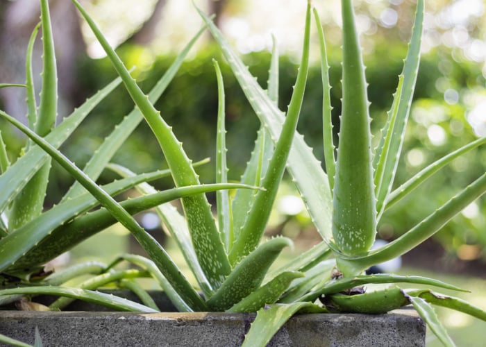 Aloe Plant