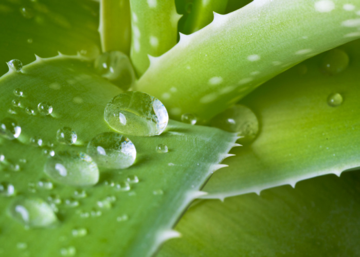 Aloe vera barbadensis