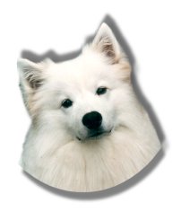 American Eskimo Dogs Organization of Vancouver logo