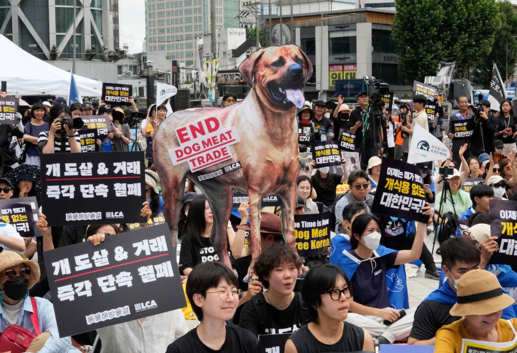 Animal rights activists in Seoul (Image by Ahn Young-joon/AP Photo)