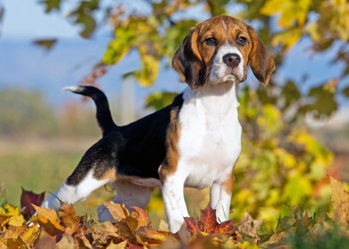 Beagle Dog Breed Price 2023