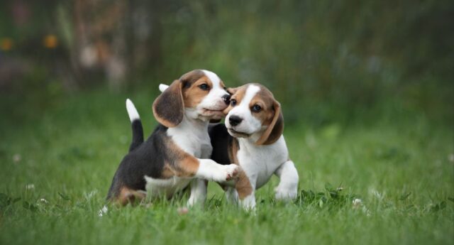 Beagle Price Featured Image