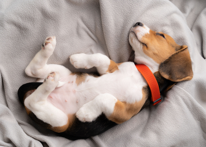 Beagle Price Puppy