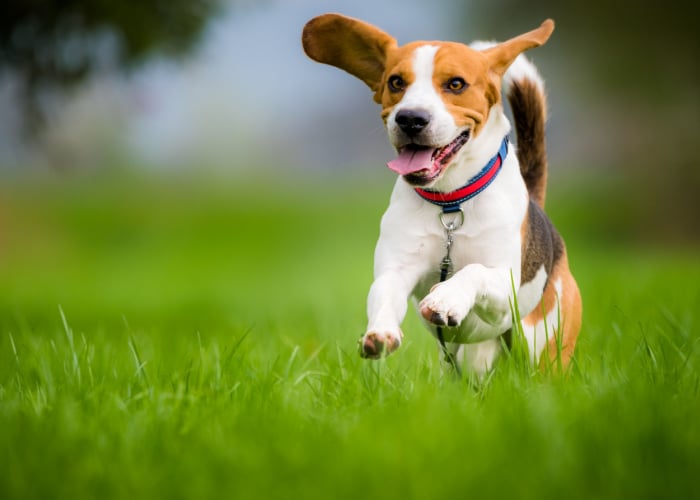 Beagle Running