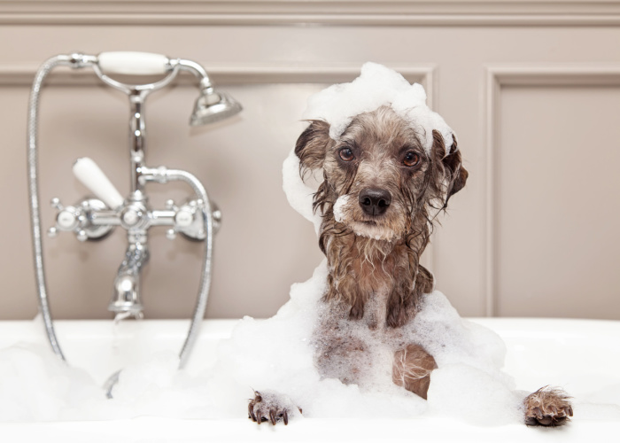 Best Dog Groomers in New Hampshire