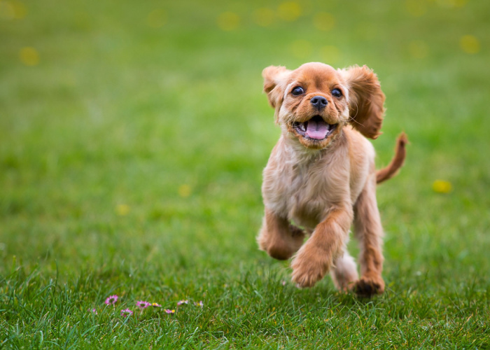 Best Dog Parks in North Dakota