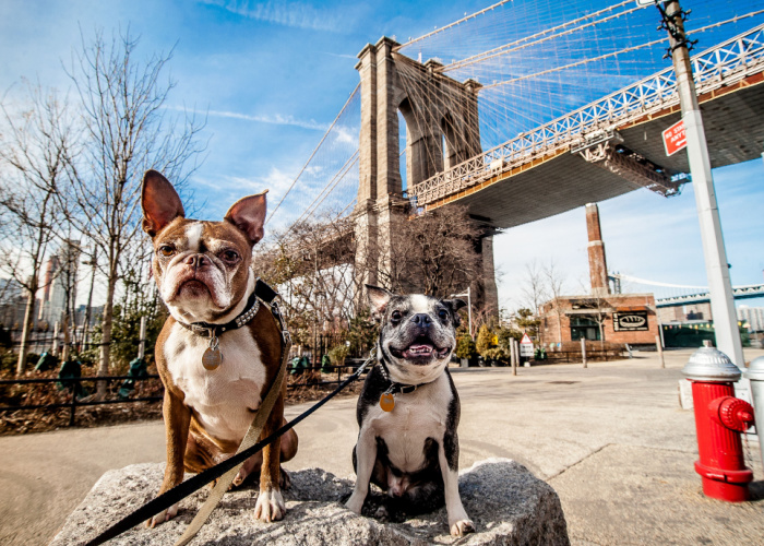 Best Dog Rescues in New York