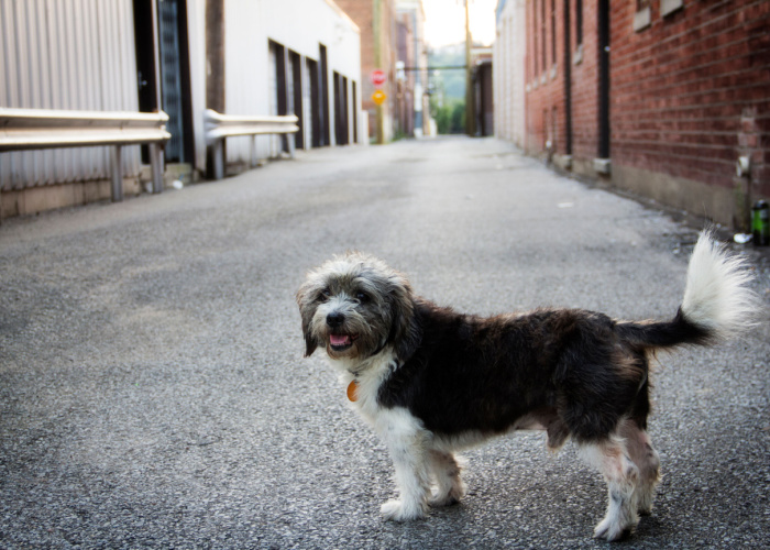 Best Dog Rescues in Ohio