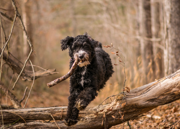 Best Dog Trainers in NC