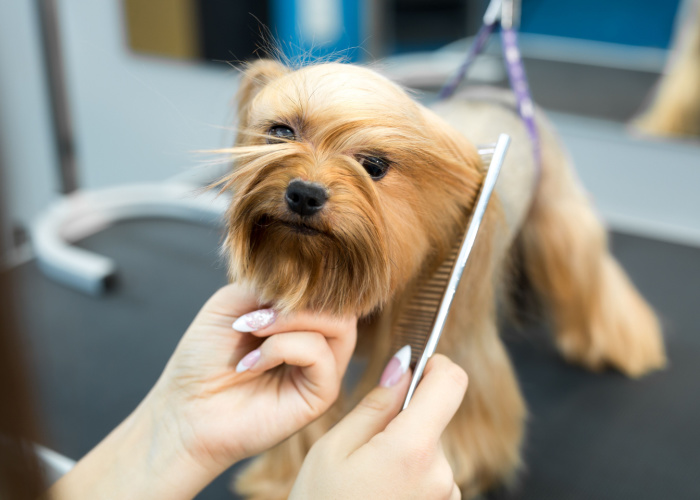 Dog in a grooming salon in North Carolina