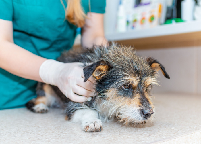 Best Veterinarians and Animal Hospital in New Mexico