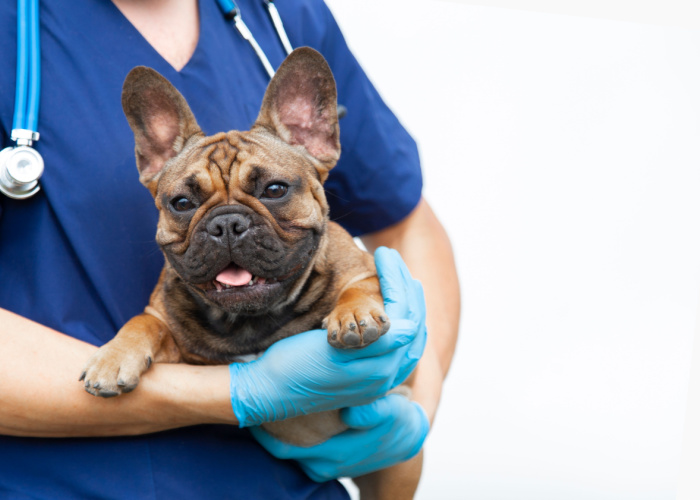 Best Vets and Animal Hospital in New York