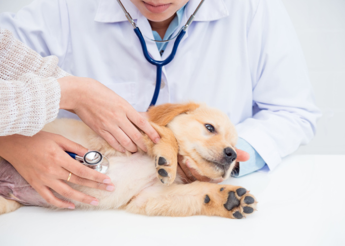 Best vets and animal hospitals in New Jersey