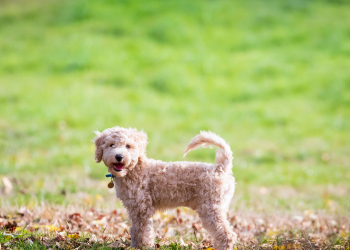 Bichon Poodle