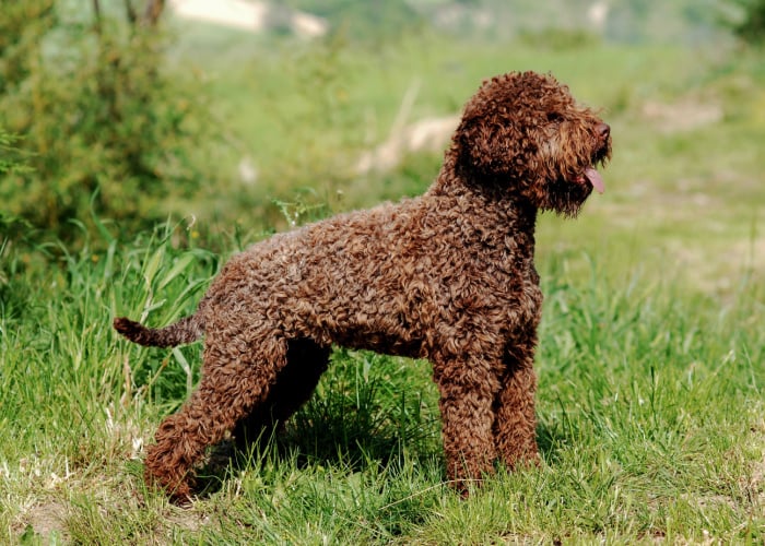 Brown Lagotto Romagnolo