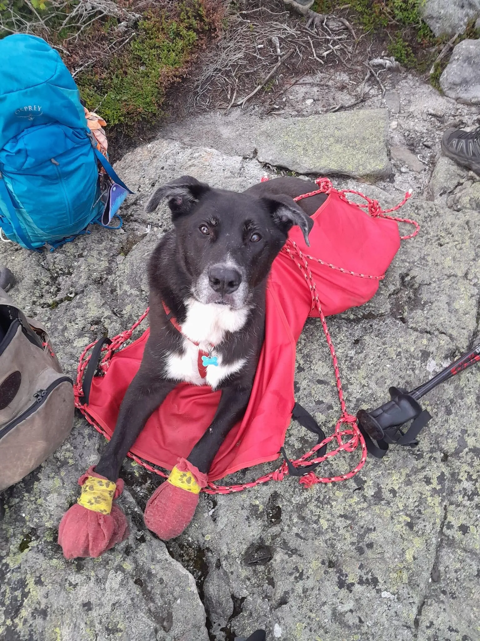 Bruno in a rescue sling with his paws bandaged up | Photo Courtesy: Zippy