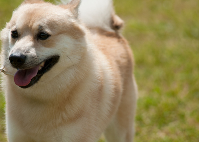 Buhund Close up