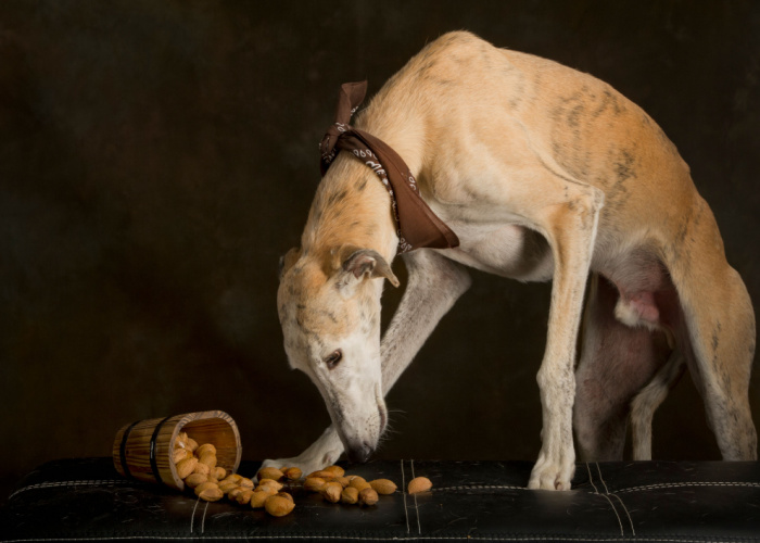 Can Dogs Eat Almond?