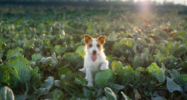 Can Dogs Eat Cabbage Featured Image