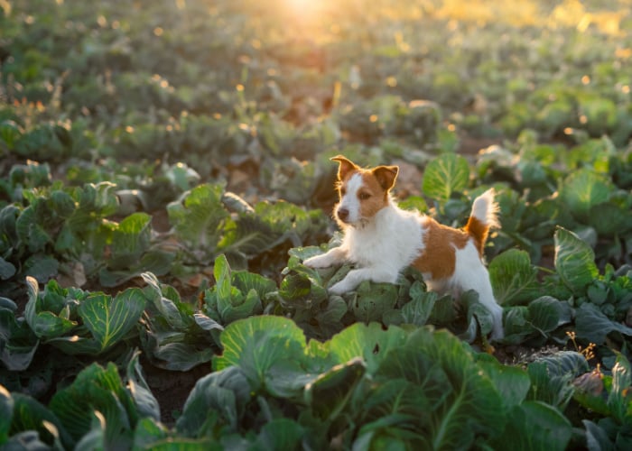 Can Dogs Eat Cabbage